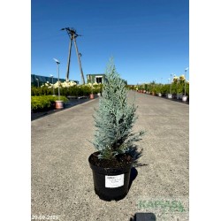 Chamaecyparis lawsoniana 'Columnaris'