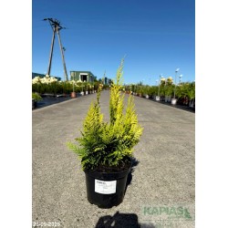 Chamaecyparis lawsoniana 'Ivonne'