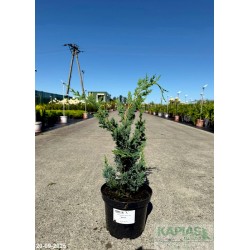 Chamaecyparis lawsoniana 'Wisselii'