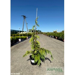 Chamaecyparis nootkatensis 'Golden Waterfall'