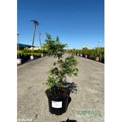 Chamaecyparis obtusa 'Tsatsumi'