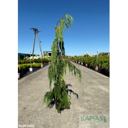 Chamaecyparis nootkatensis 'Jubilee'