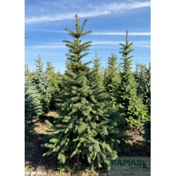 Picea pungens
