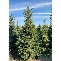 Picea pungens