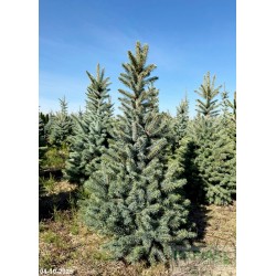 Picea pungens 'Kaibab'