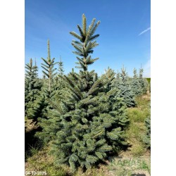 Picea pungens 'Kaibab'