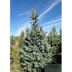 Picea pungens 'Kaibab'