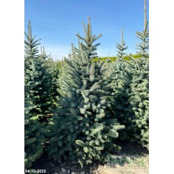 Picea pungens 'Kaibab'