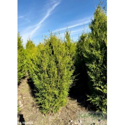 Thuja occidentalis 'Aureospicata'