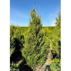 Thuja occidentalis 'Aureospicata'