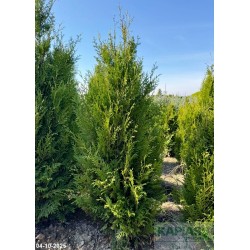 Thuja occidentalis 'Aureospicata'