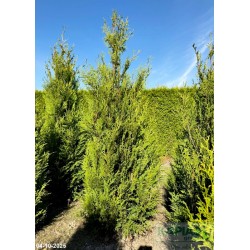 Thuja occidentalis 'Aureospicata'