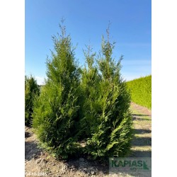 Thuja occidentalis 'Aureospicata'