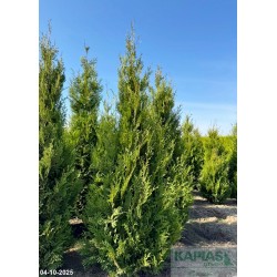Thuja occidentalis 'Aureospicata'