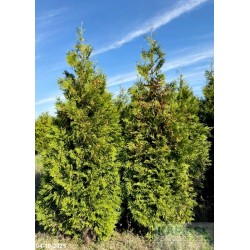 Thuja occidentalis 'Brabant'