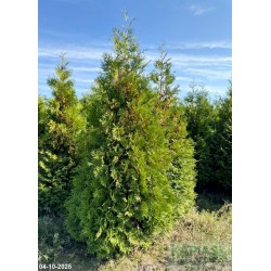 Thuja occidentalis 'Brabant'