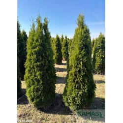Thuja occidentalis GK01 'Great Star' PBR