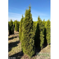 Thuja occidentalis GK01 'Great Star' PBR