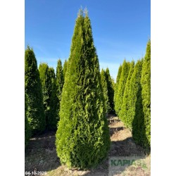 Thuja occidentalis 'Smaragd'
