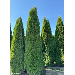 Thuja occidentalis 'Smaragd'