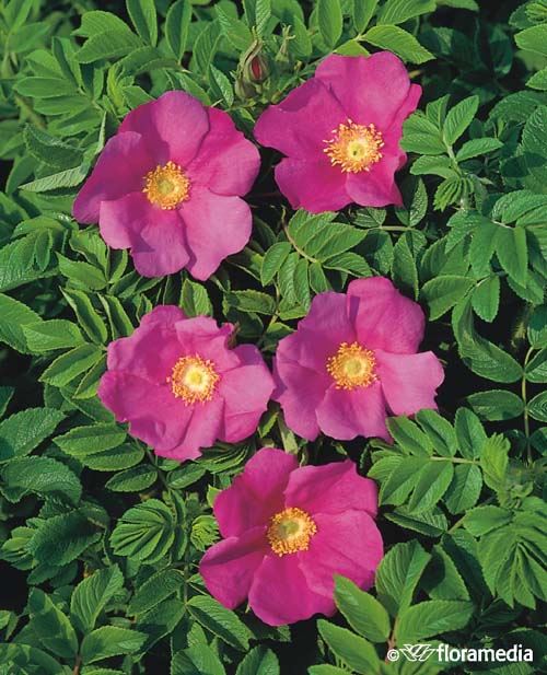 Rosa rugosa 'Rubra'