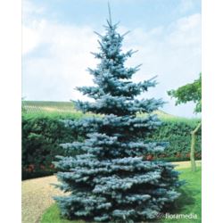 Picea pungens 'Kaibab'