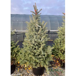 Picea pungens 'Kaibab'