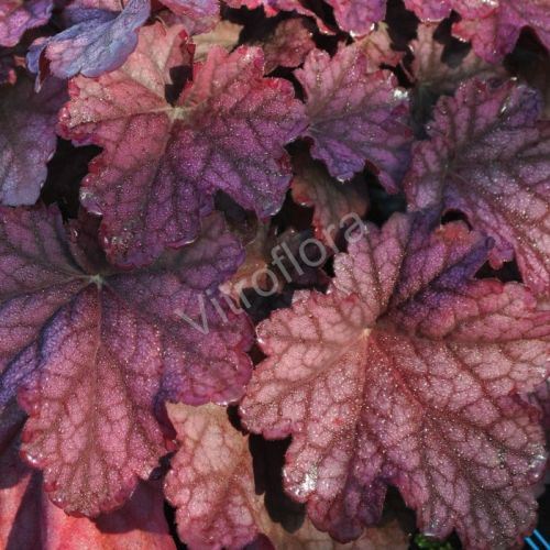 Heuchera 'World Caffé™ Shakerato' PBR
