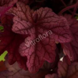 Heuchera 'World Caffé™ Shakerato' PBR