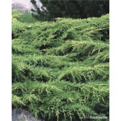 Juniperus pfitzeriana x 'Mordigan Gold'