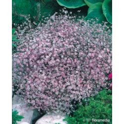Gypsophila repens 'Filou Rose'