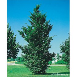 Carpinus betulus 'Fastigiata'