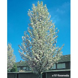 Pyrus calleryana 'Chanticleer'