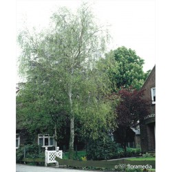 Betula pendula