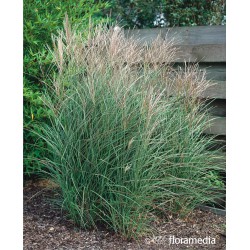 Miscanthus sinensis 'Kleine Silberspinne'