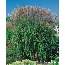 Miscanthus sinensis 'Malepartus'