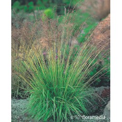 Molinia caerulea 'Variegata'