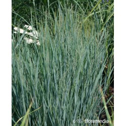 Panicum virgatum 'Heavy Metal'