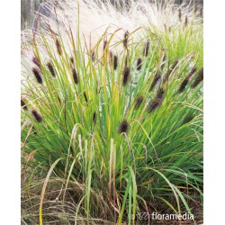 Pennisetum alopecuroides 'Moudry'