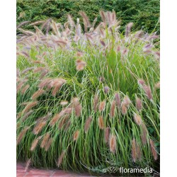 Pennisetum alopecuroides 'Red Head'
