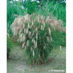 Miscanthus sinensis 'Kleine Fontäne'