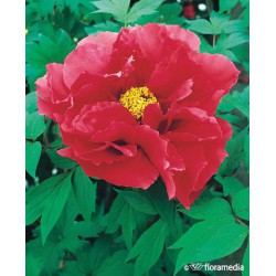 Paeonia suffruticosa