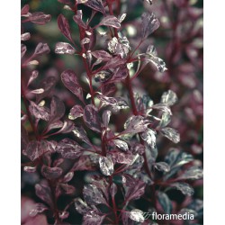 Berberis ottawensis x 'Silver Miles'