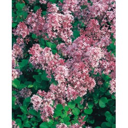 Syringa meyeri 'Palibin'