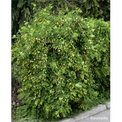 Caragana arborescens 'Pendula'