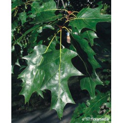 Quercus rubra