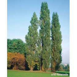 Populus nigra 'Italica'