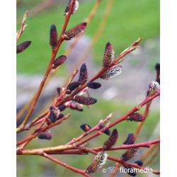 Salix gracilistyla 'Melanostachys'