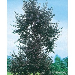 Betula pendula 'Purpurea'