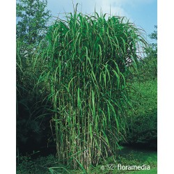 Miscanthus giganteus x